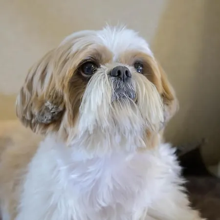 Radisson Residences Savoia Palace 公寓式酒店 4*